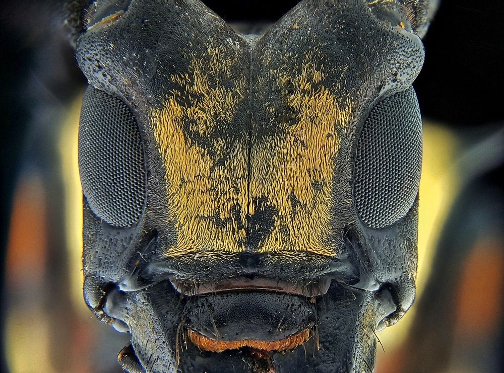 Tricolor longhorn beetle