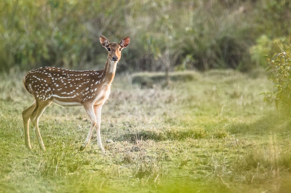 Spotted Deer