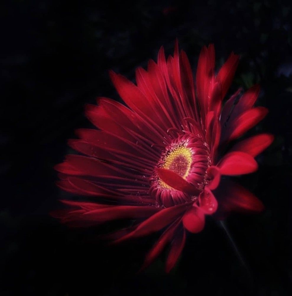 Beautiful dark flower