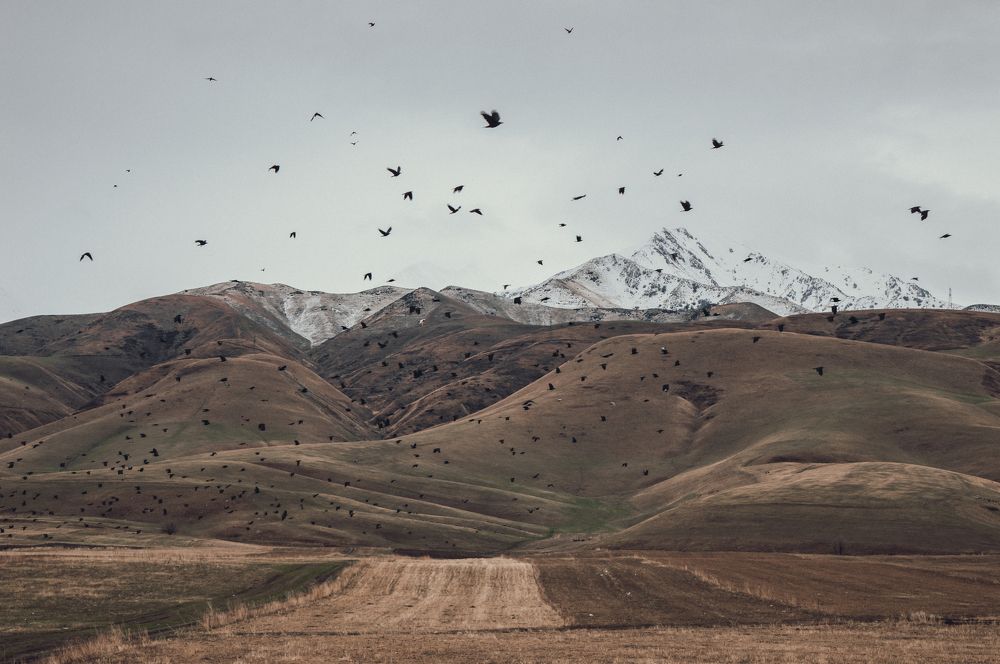 Птицы над полями в горах