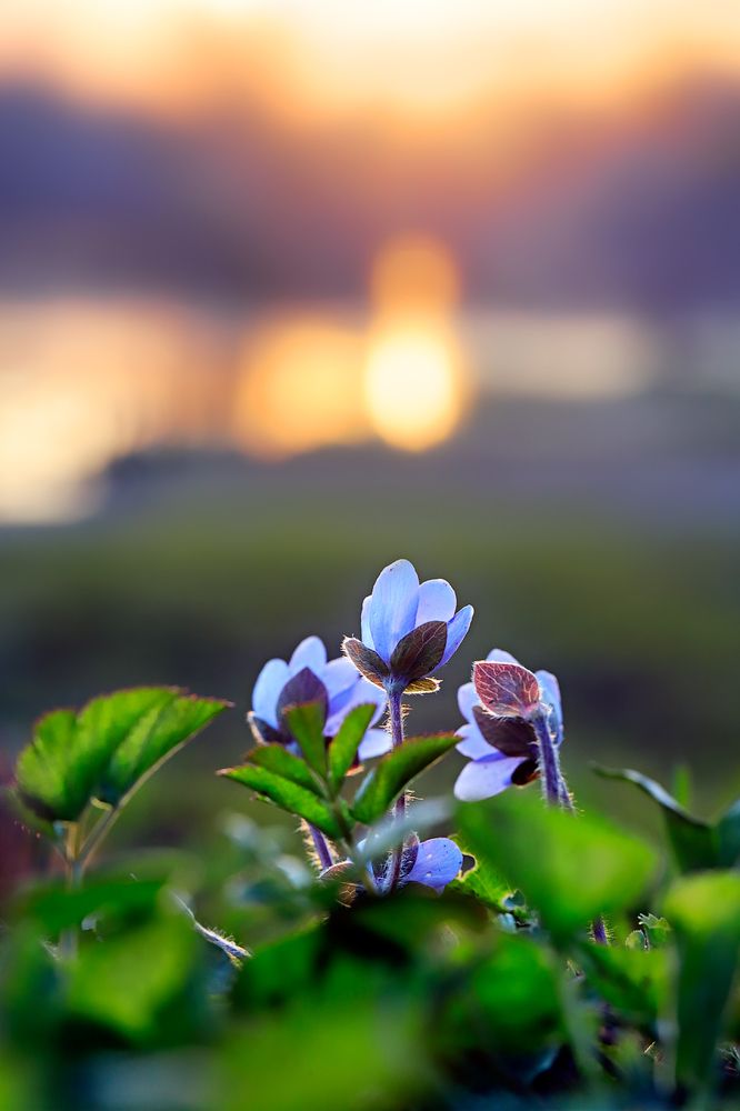 Весенняя магия / The Spring Magic