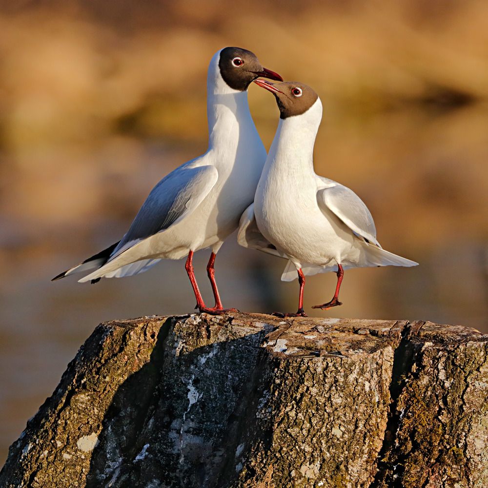 Это любовь / Tis Love