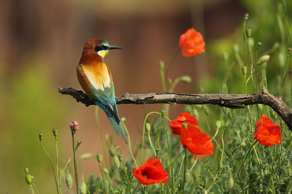 Золотистая щурка.(лат. Merops apiaster).