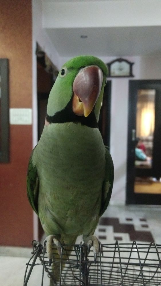 Mitthu_the_parrot