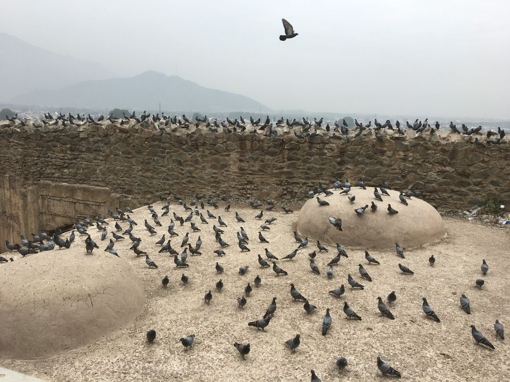 Pigeons in the air .