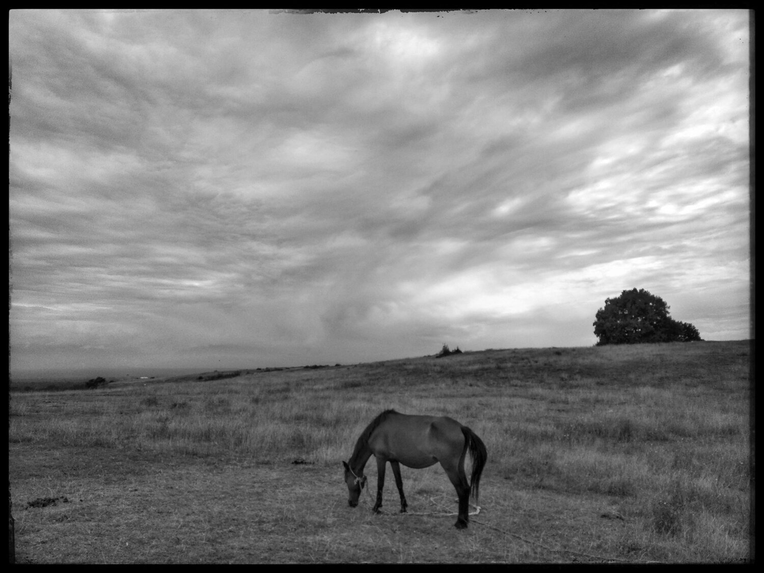 freedom to graze