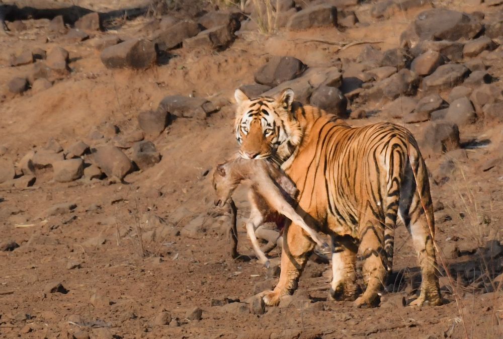 If you act like prey, it will act like predator