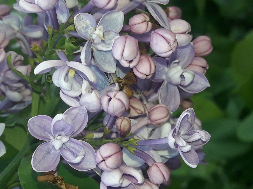 50 оттенков сереневого