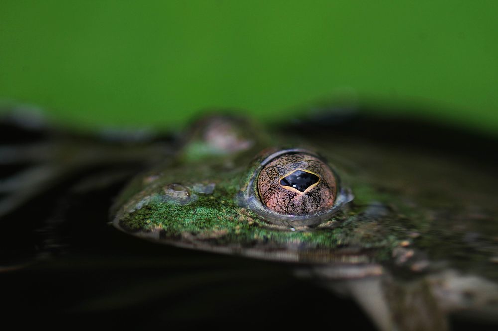 Calm Eyes