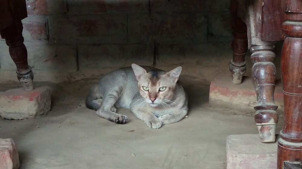 Cat