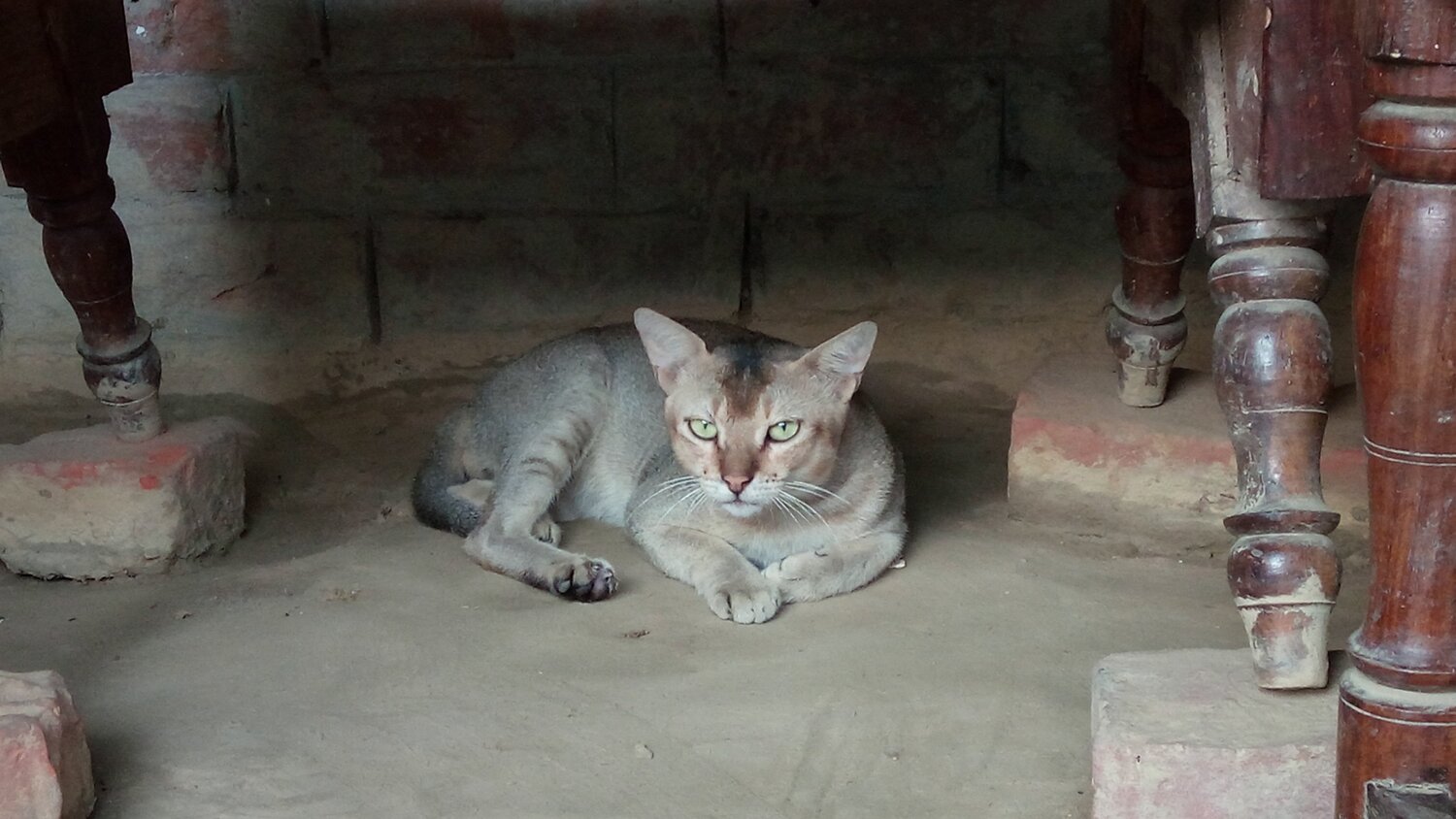 Cat