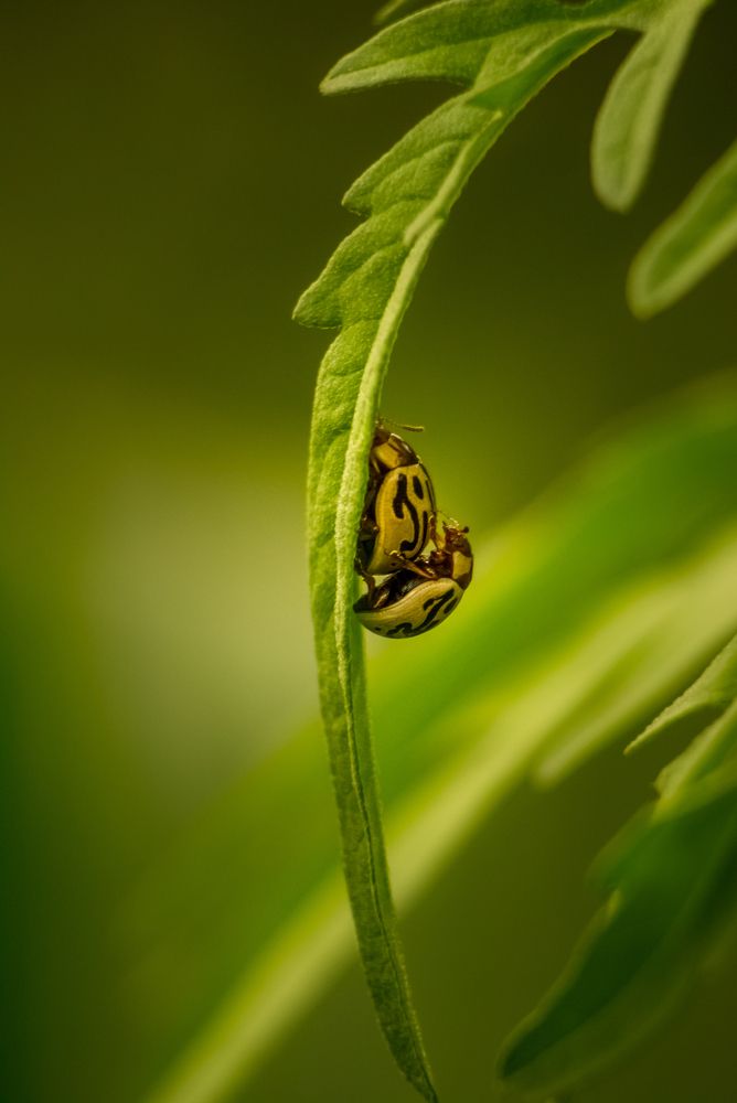 Inside Of Macro World
