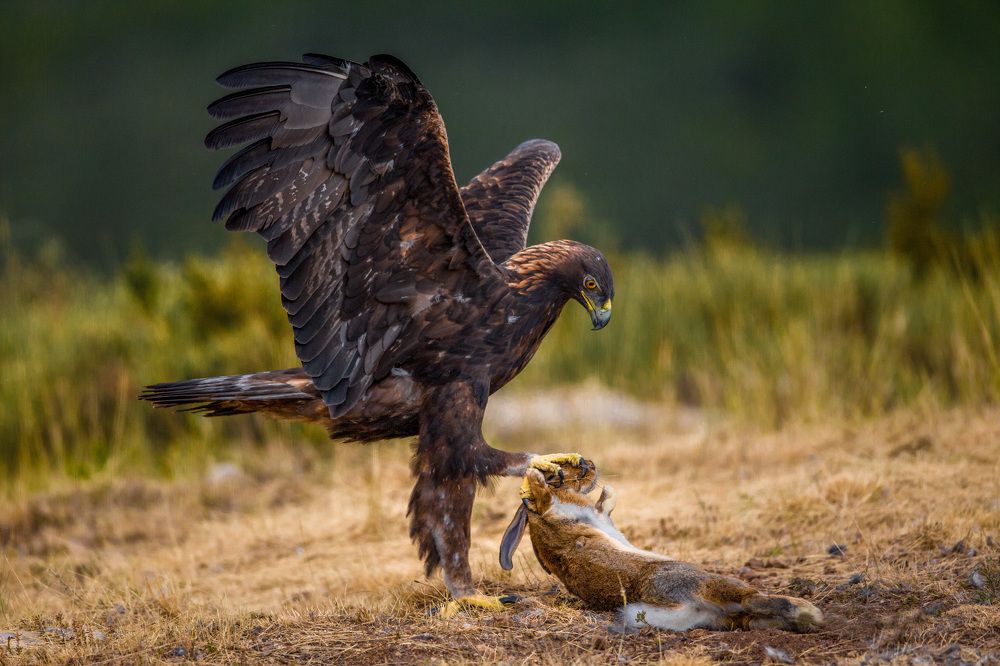 The Eagle and the Rabbit