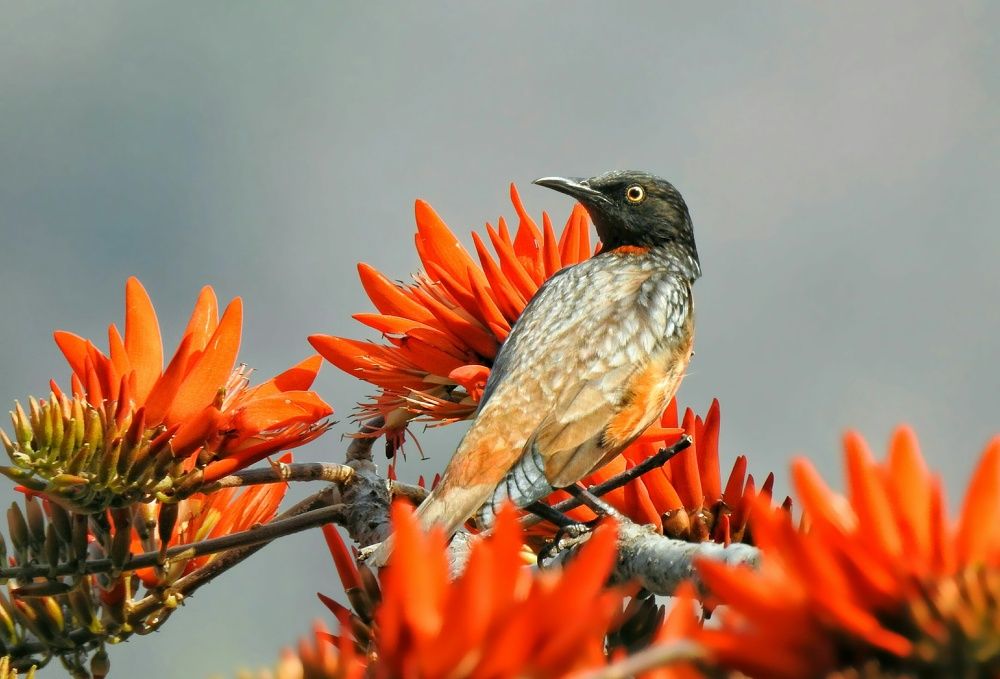 " Perfect Combination "