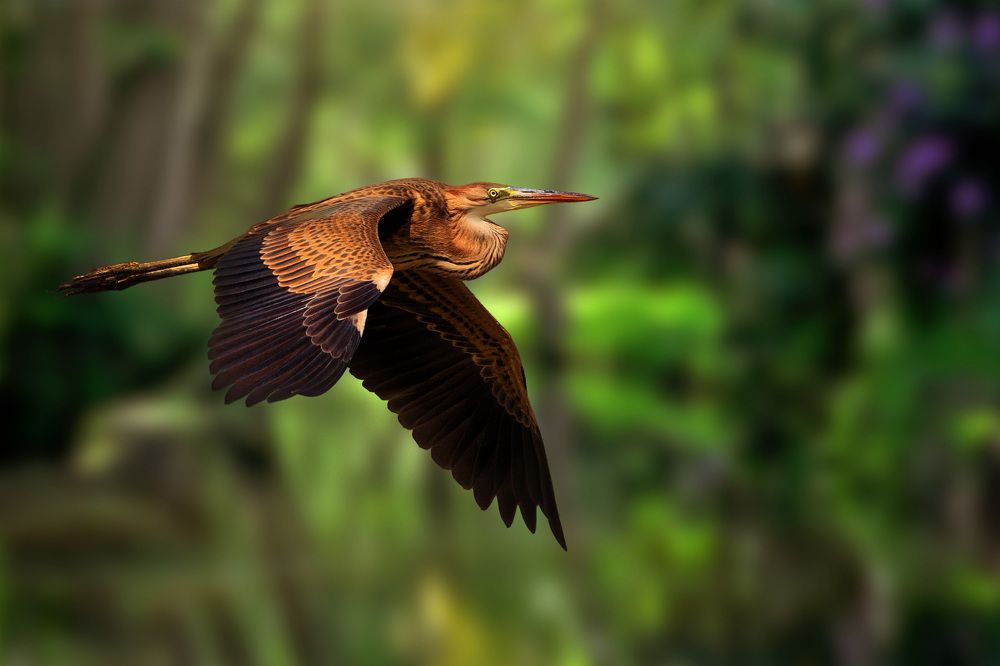 Purple heron