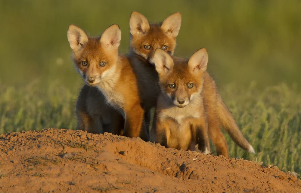 Любопытные лисята.