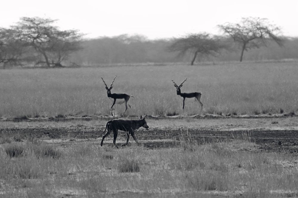 A prey and pridiator