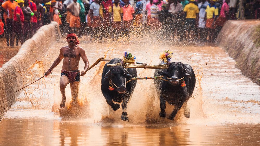 Kambala