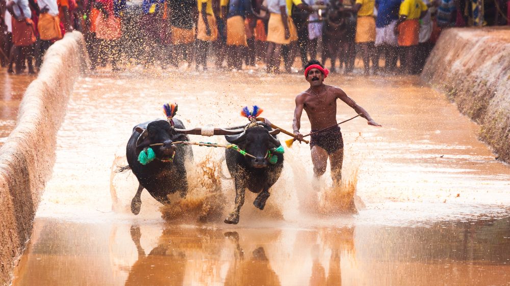 Kambala