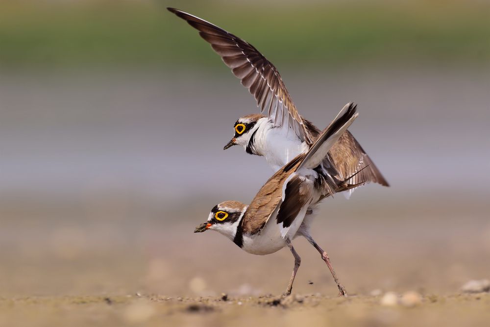 Future possibilities