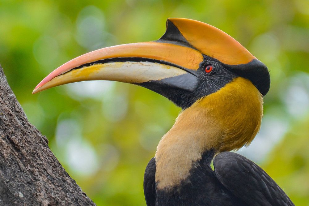 Portrait Of Great Hornbill