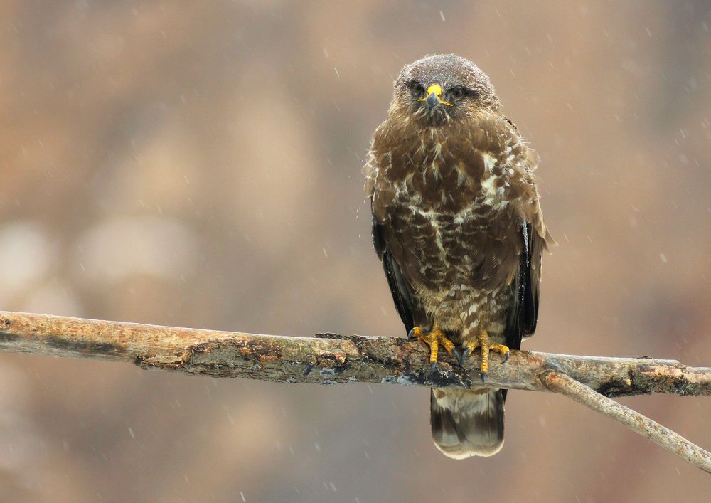 Канюк.(Buteo buteo)