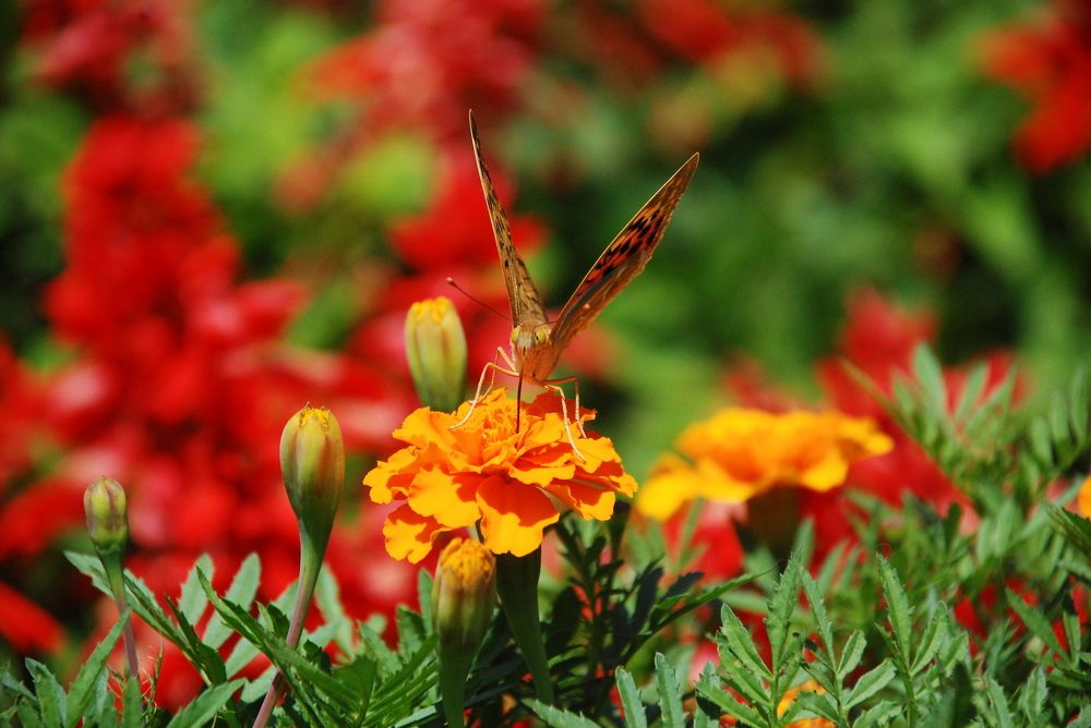 Взмах крыльев