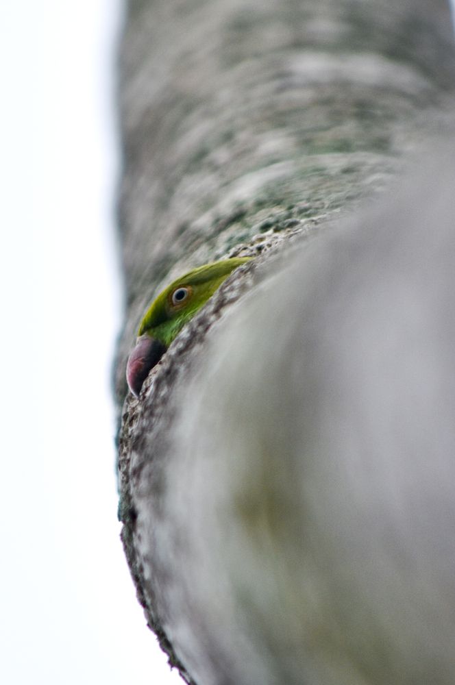 Parrot in hole