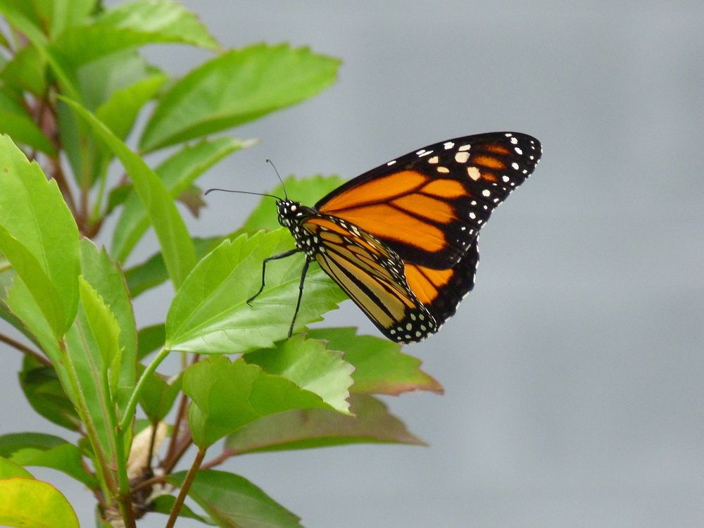 Dominican wild butterfly