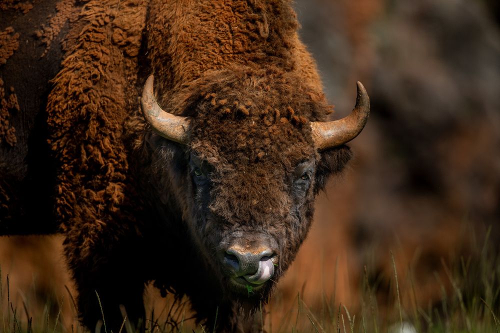 Bison's Tounge