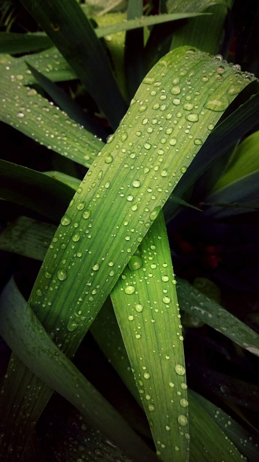 Water Drops