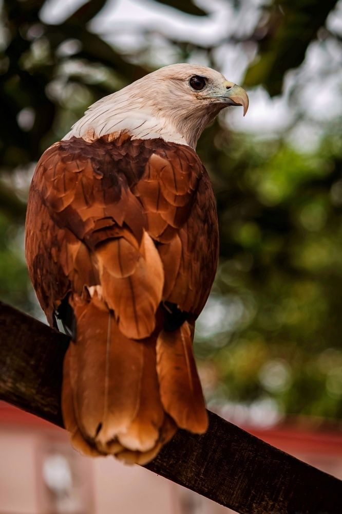 EAGLE