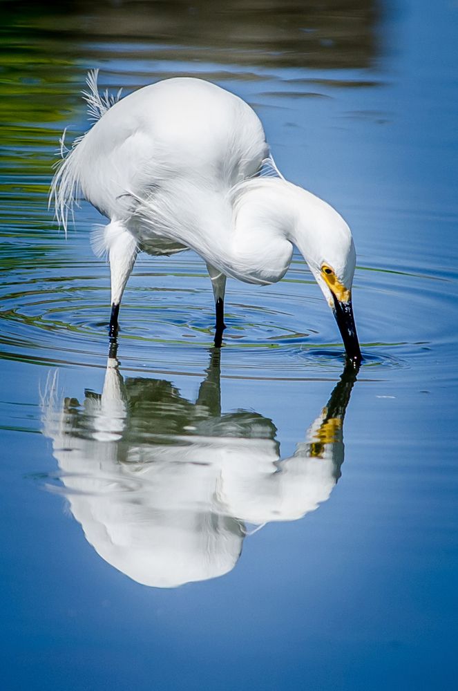 Garça Branca Pequena