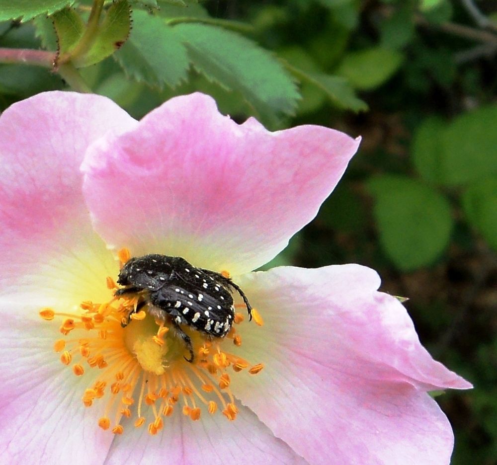 Я тебя люблю