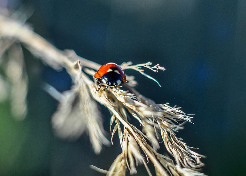 Photograph by Олеся zme