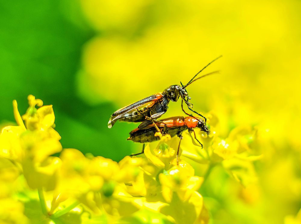 ..наездник..