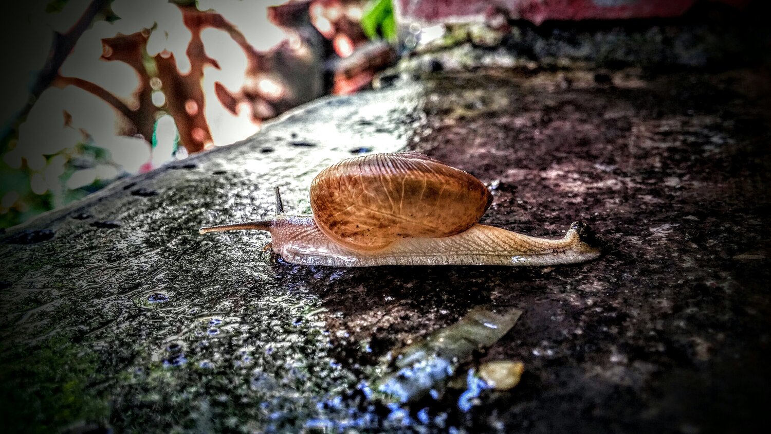 Snail