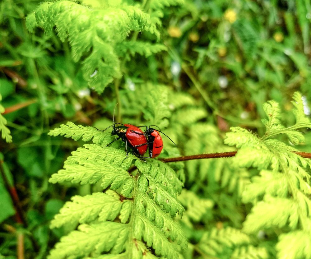 The Bugs On their own work