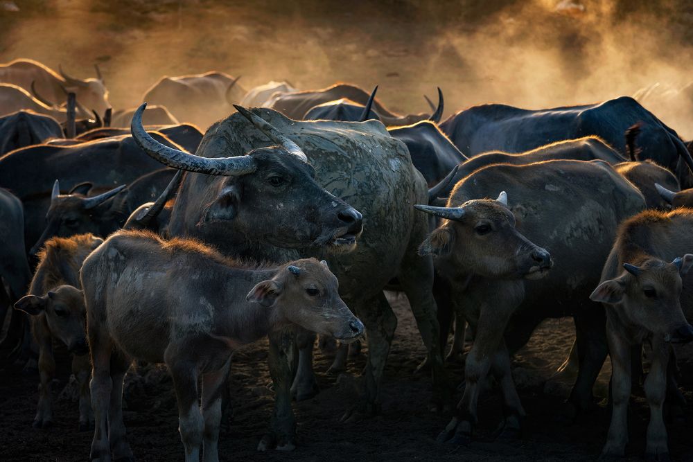 Thai Buffalos.
