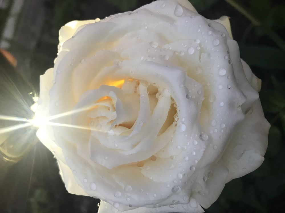 Изящность и грация в каплях росы