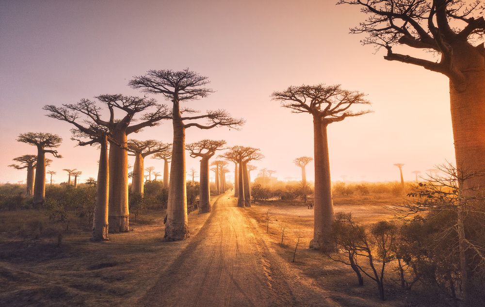 Над долиной баобабов