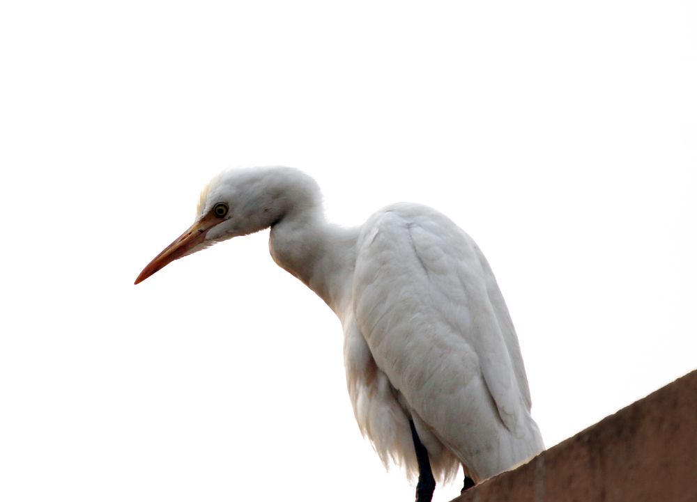Cattle Egret Has Curious Look