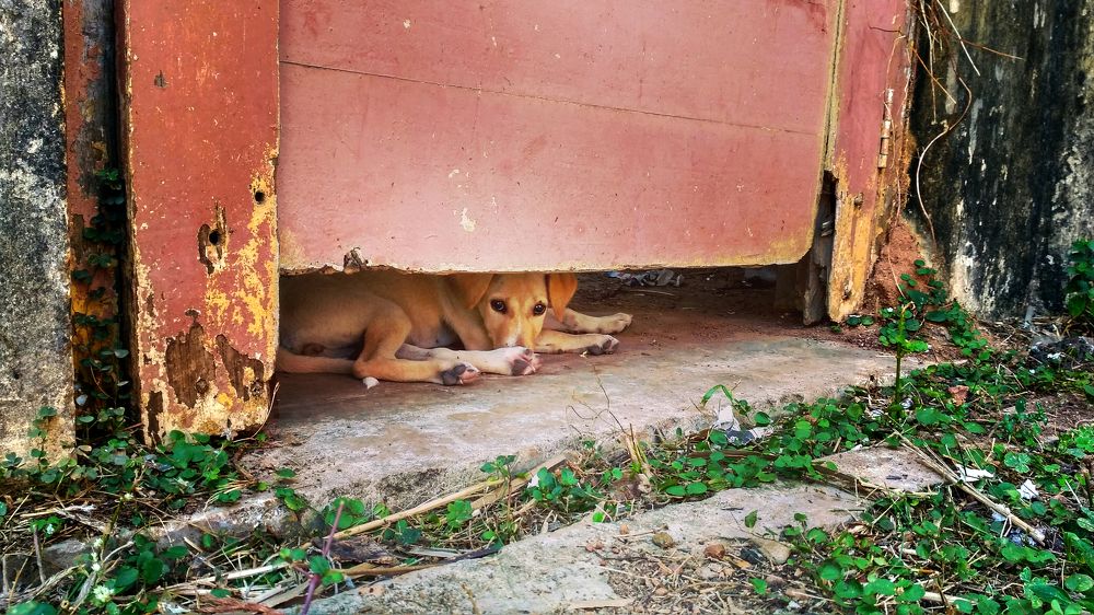 street dog finally find safe shutter and looking for hope
