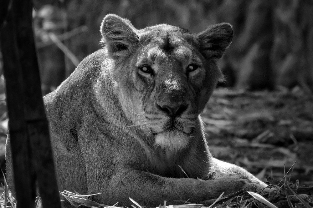 Eye contact with Lioness