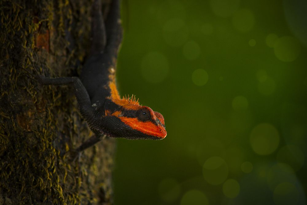 Roux's Forest Lizard