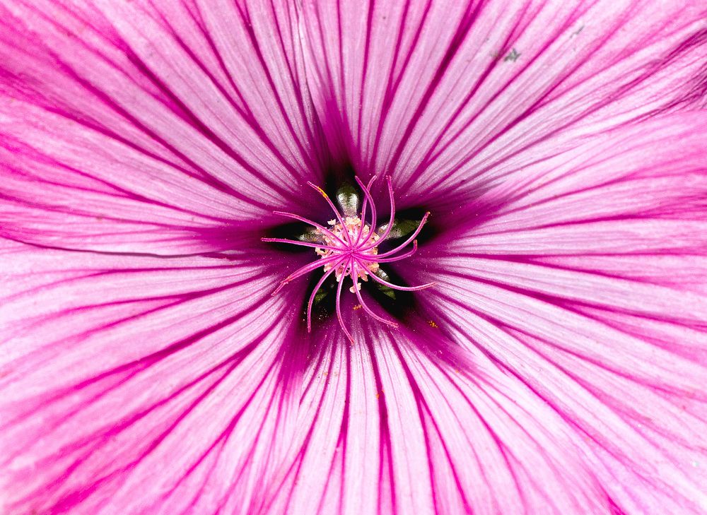 Цветочная красота.