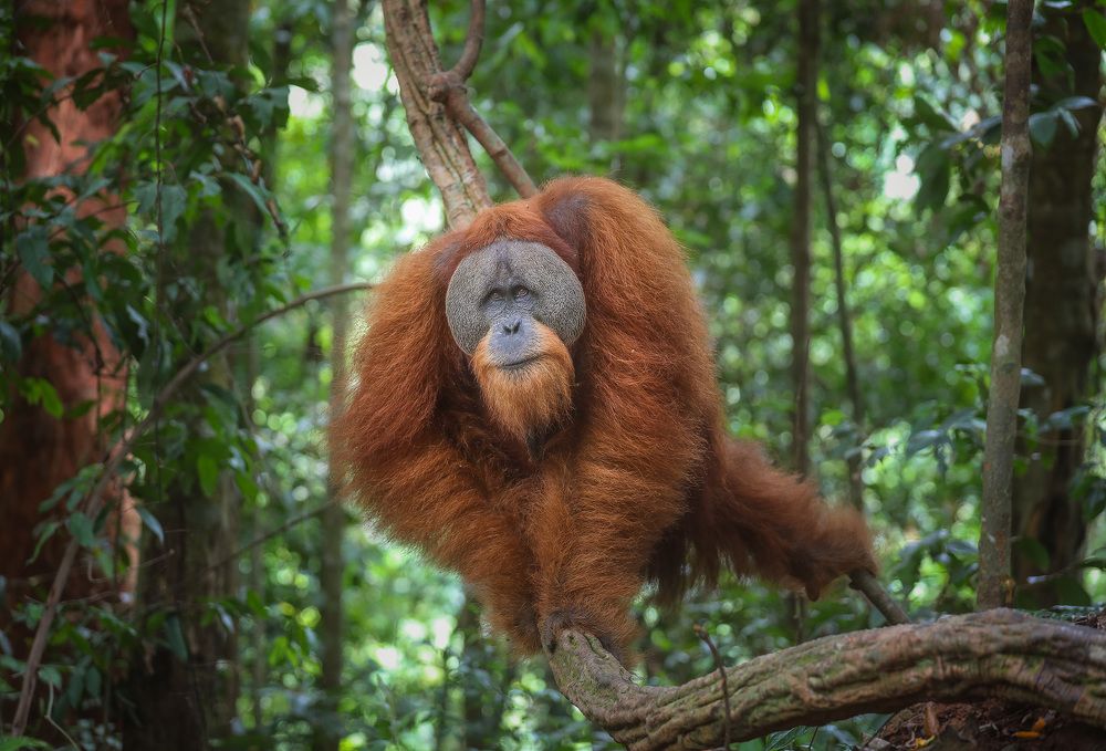 Хозяин джунглей