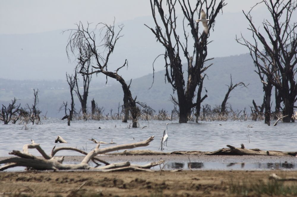 Kenya's Nakuru National Park after the floods