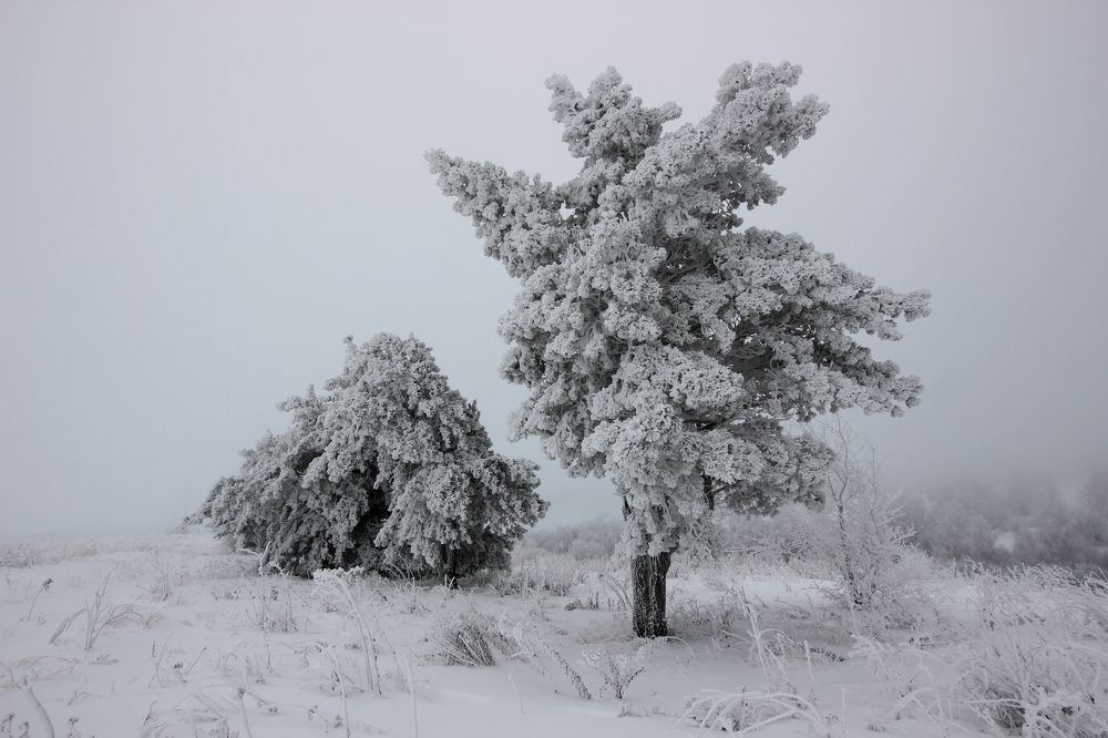 очарование зимы
