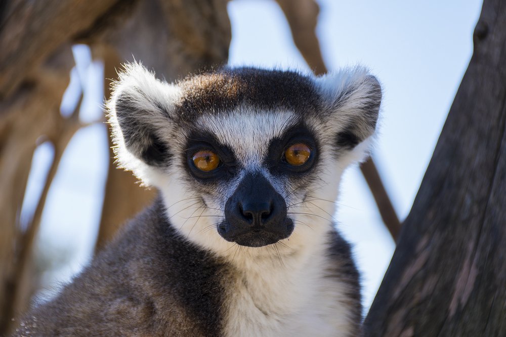 Lemur Catta